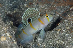 Prawn: Randall's Shrimpgoby