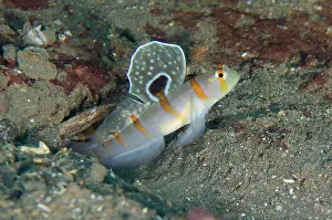Amblyeleotris: Randall's Shrimpgoby