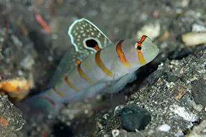 Amblyeleotris: Randall's Shrimpgoby with extended fin - Liberty