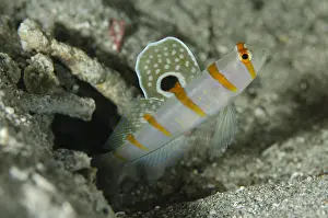 Amblyeleotris: Randall's Shrimpgoby - guarding hole entrance with