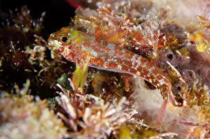 Triplefin: Randall's Triplefin