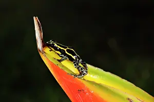 Ranitomeya: Ranitomeya amazonica on Heliconia - Matoury French