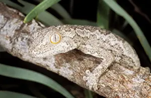 Auscape - Named Photographers: RankinIs GECKO