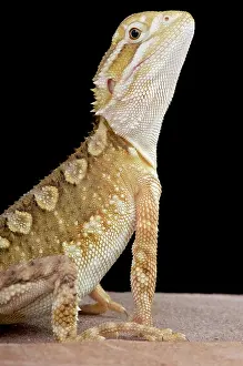 Pogona: Rankin's dragon (Pogona henrylawsoni), Australia