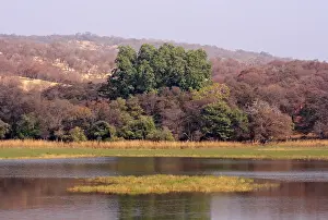Ranthambhor: Ranthambhor National Park, India