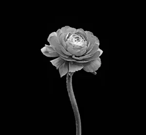 Tough: Ranucuclus, Persian buttercup, a Ranunculus asiaticus, black