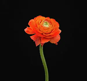 Tough: Ranucuclus, Persian buttercup, a Ranunculus asiaticus, orang