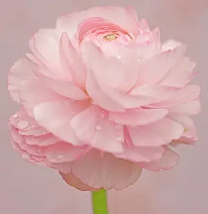 Buttercup: Ranucuclus, Persian buttercup, a Ranunculus asiaticus, pink
