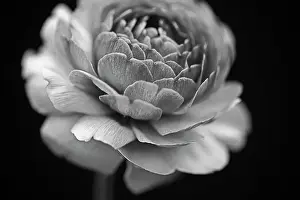 Buttercup: Ranucuclus, Persian buttercup, a Ranunculus asiaticus, black
