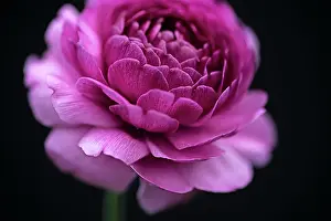 Buttercup: Ranucuclus, Persian buttercup, a Ranunculus asiaticus, dark