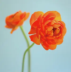 Celandine: Ranunculus