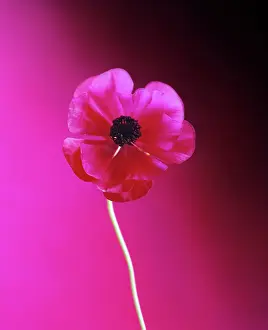 Asiaticus: Ranunculus