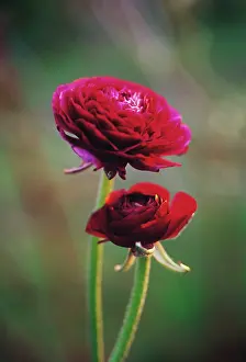Celandine: Ranunculus