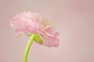 Celandine: Ranunculus