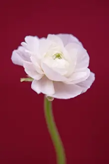 Celandine: Ranunculus