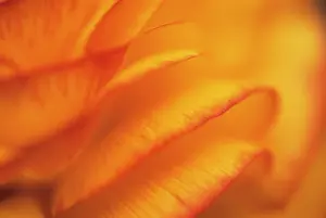 Celandine: Ranunculus