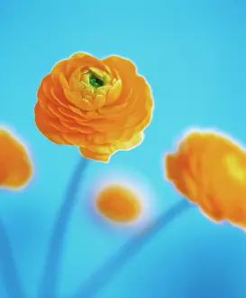 Comedy: Ranunculus