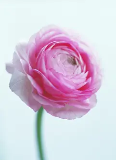 Celandine: Ranunculus