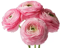 Turban: Ranunculus
