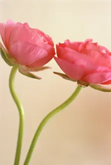 Buttercups: Ranunculus