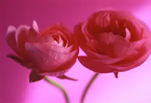Buttercups: Ranunculus