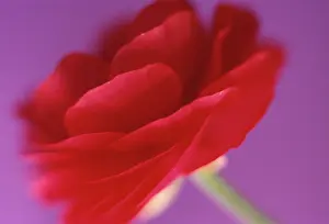 Buttercups: Ranunculus