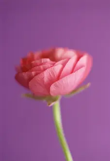 Buttercups: Ranunculus