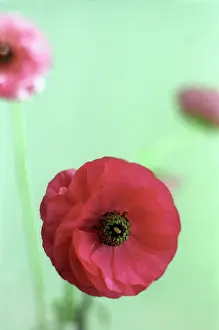 Buttercups: Ranunculus