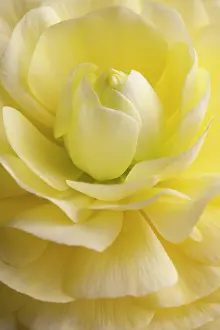 Corm: Ranunculus