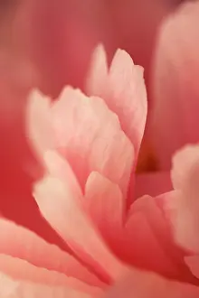 Buttercups: Ranunculus