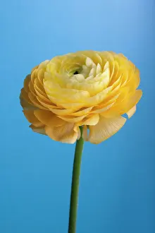 Buttercups: Ranunculus