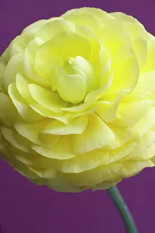 Corm: Ranunculus
