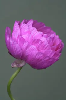 Corm: Ranunculus