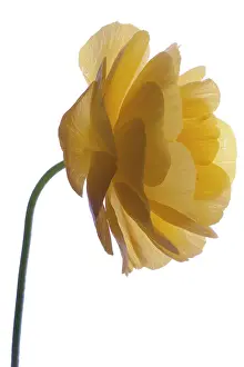 Corm: Ranunculus