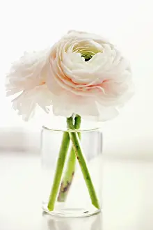 Asiaticus: Ranunculus