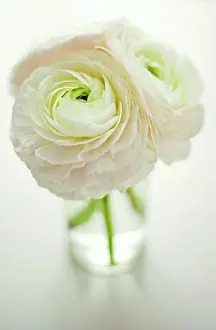Asiaticus: Ranunculus