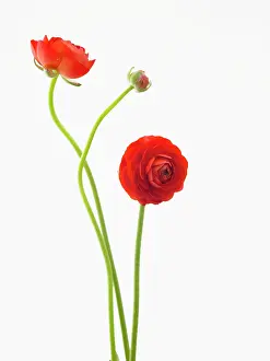 Asiaticus: Ranunculus
