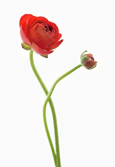 Asiaticus: Ranunculus