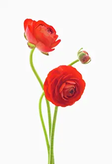 Asiaticus: Ranunculus
