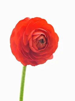 Asiaticus: Ranunculus