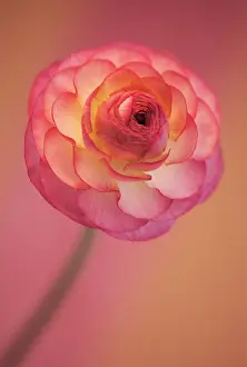 Buttercups: Ranunculus