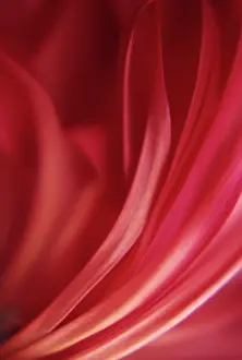Inspiring: Ranunculus