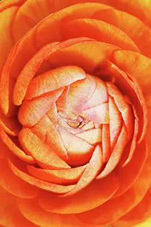 Turban: Ranunculus