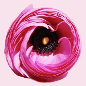 Turban: Ranunculus