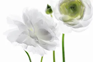 Buttercups: Ranunculus
