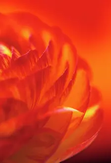 Buttercups: Ranunculus