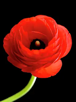 Asiaticus: Ranunculus