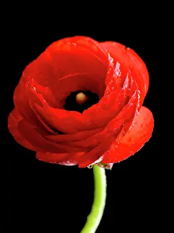 Moisture: Ranunculus
