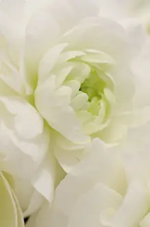 Asiaticus: Ranunculus