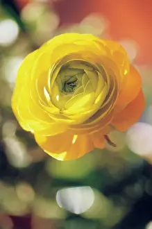 Buttercups: Ranunculus